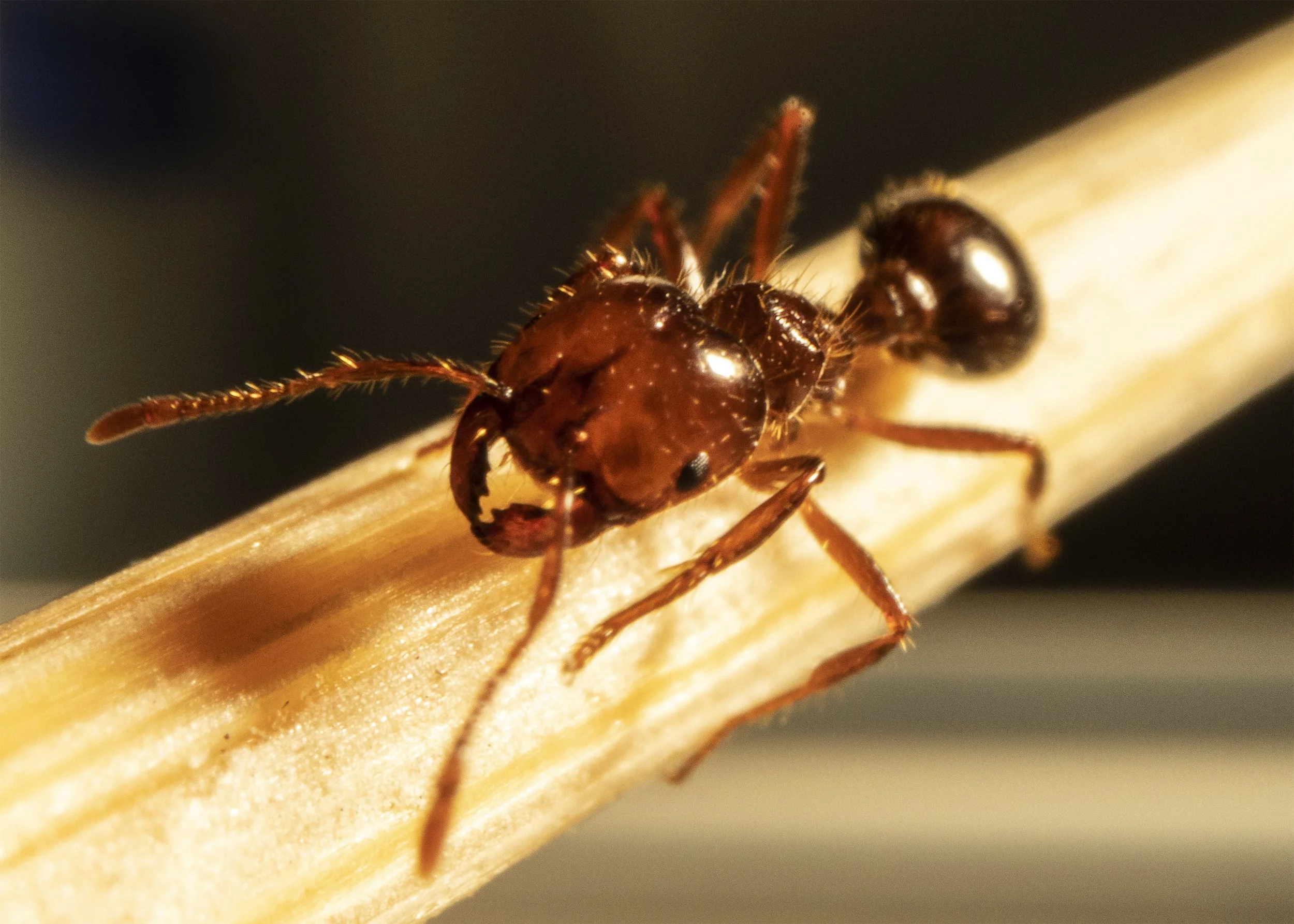 Close-up image of a small reddish-brown ant walking on a light-colored wooden surface.