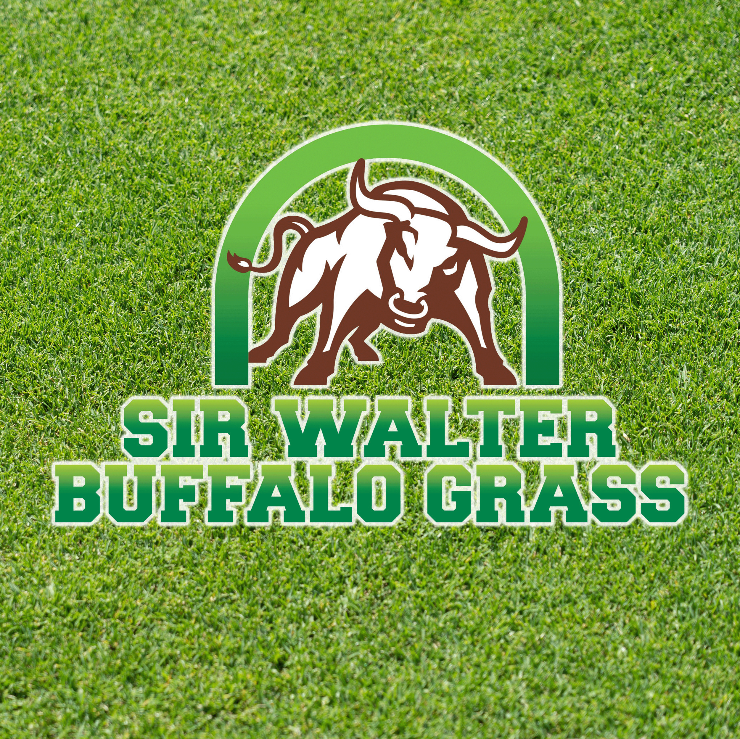 A logo on grass featuring a sketch of a buffalo enclosed in a green circle with the words "SIR WALTER BUFFALO GRASS" below.