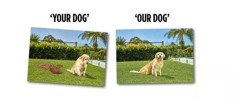 Comparison of two images of a dog sitting on grass in a park, with the first labeled 'Your Dog' and the second labeled 'Our Dog', showing different positions or appearances of the same or similar dog.