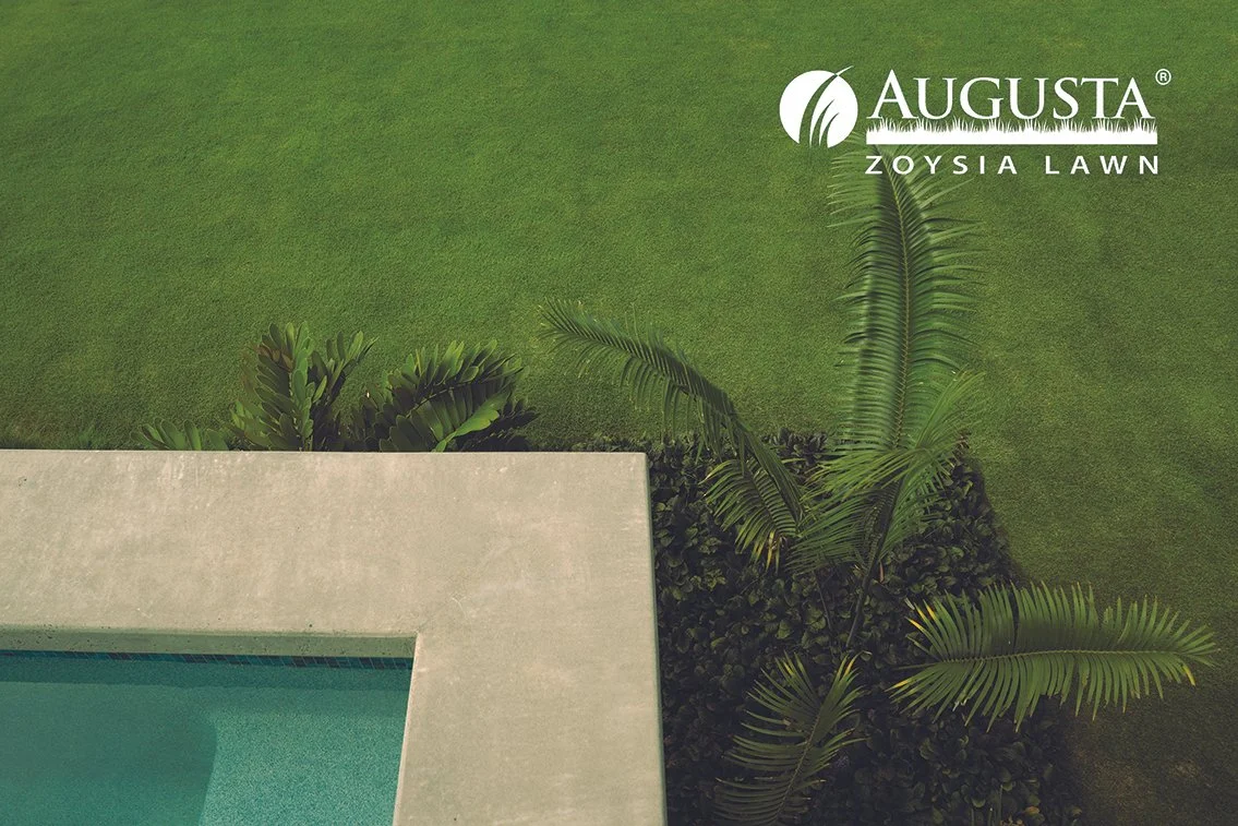 Augusta_Zoysia_03_with_logo_web.jpg