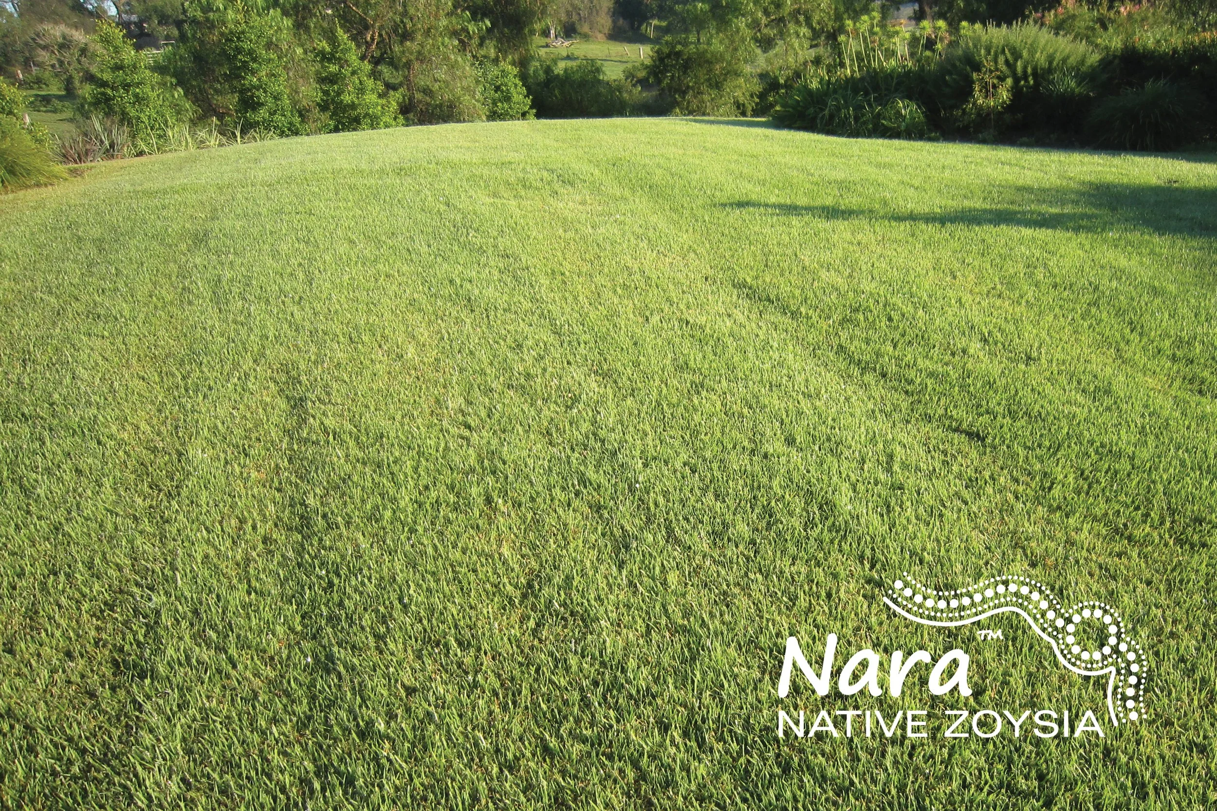 NARA_NATIVE_ZOYSIA_12_with_logo_print.jpg