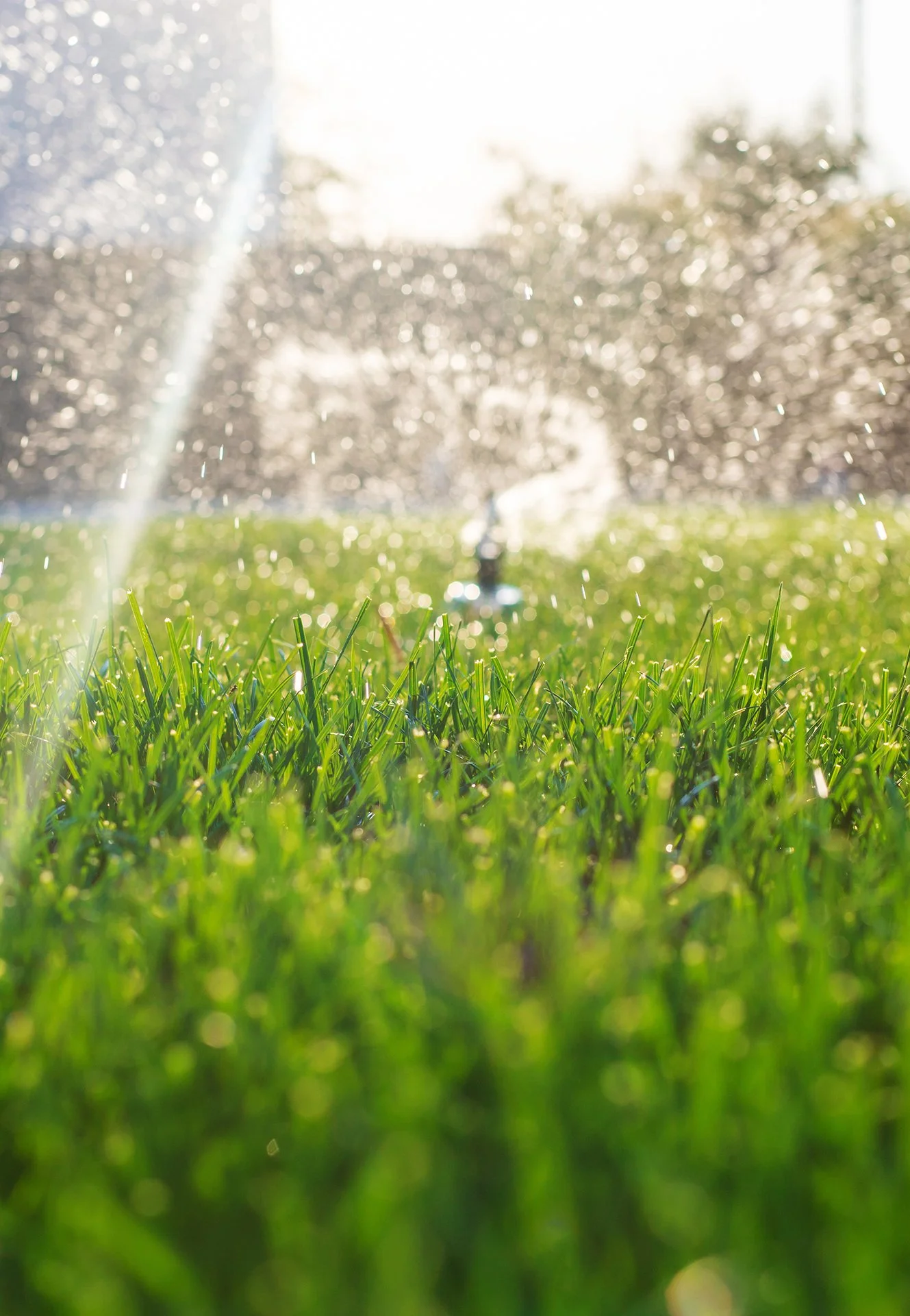 Close-up of a green grassy field with sunlight and water droplets, with a blurred background of trees and bright sky.