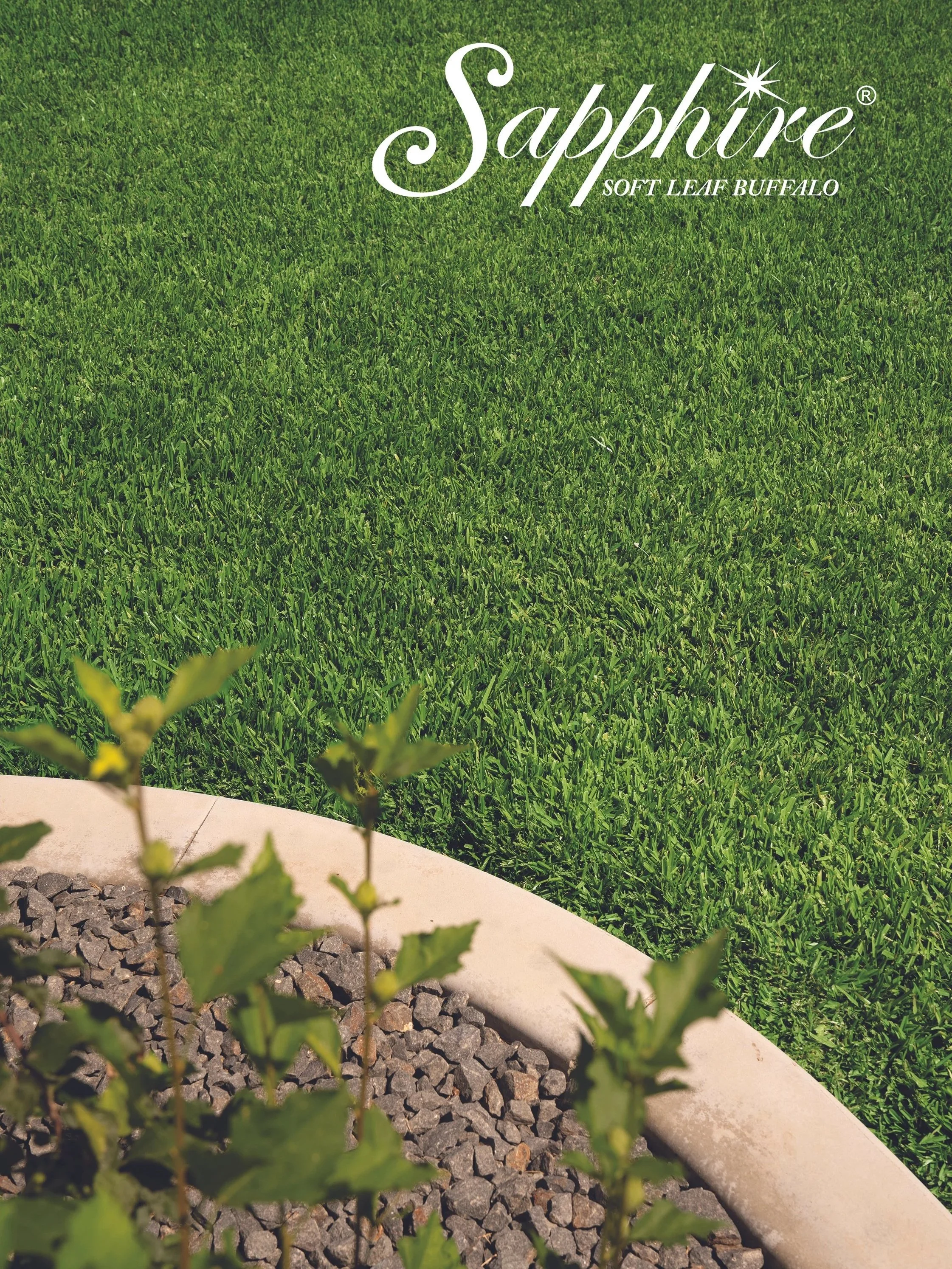 A close-up of a garden bed with small green plants, set against a background of well-manicured green grass with Sapphire Buffalo logo in top right corner.