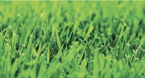 Close-up of lush green grass blades in a field
