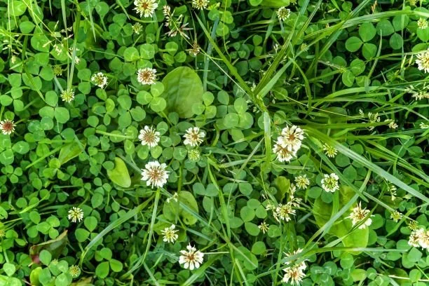 Close-up of green grass, clover leaves, and small white daisy-like flowers with yellow centers.