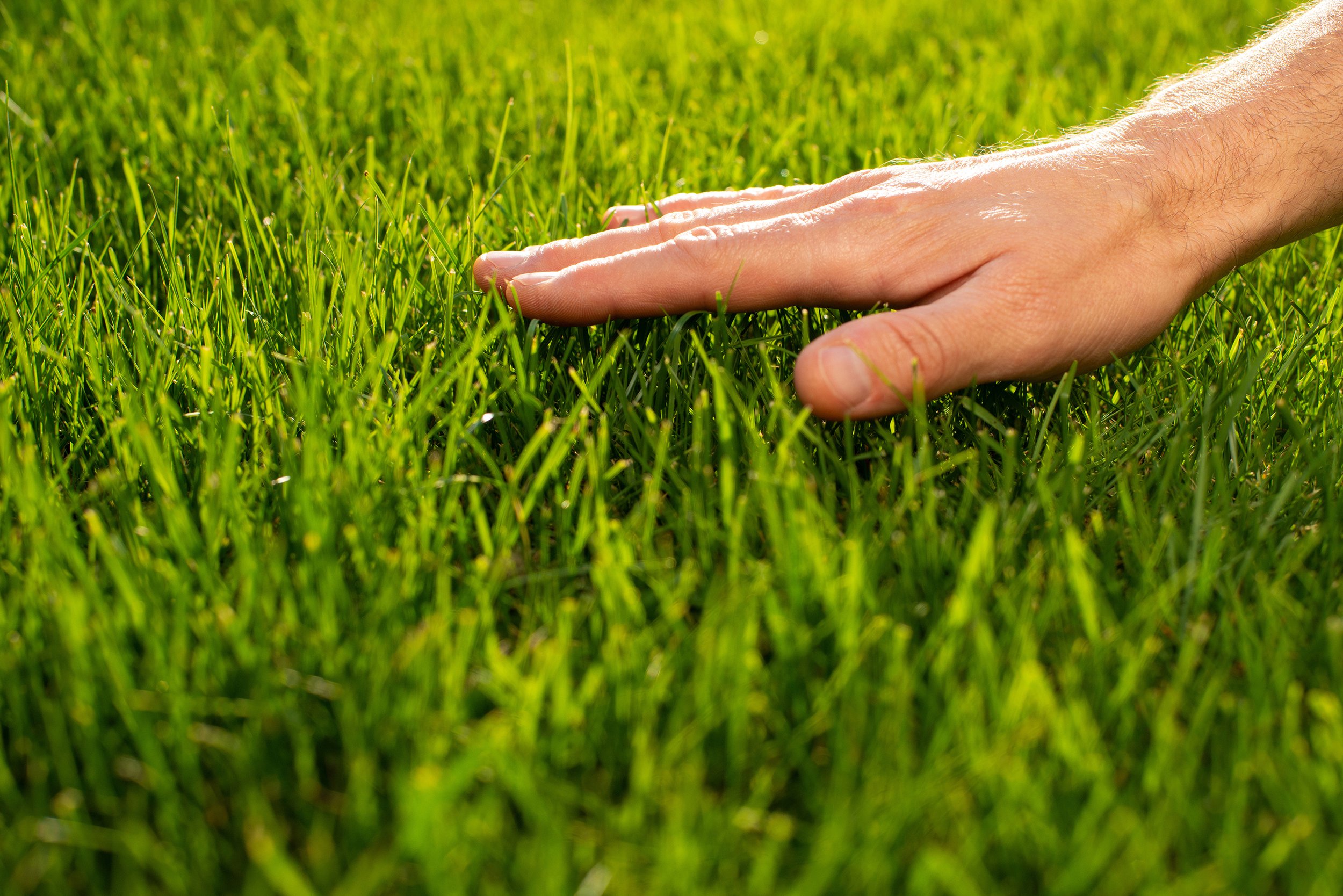 A close-up of a human hand lying flat on green grass, with sunlight highlighting the hand and grass.