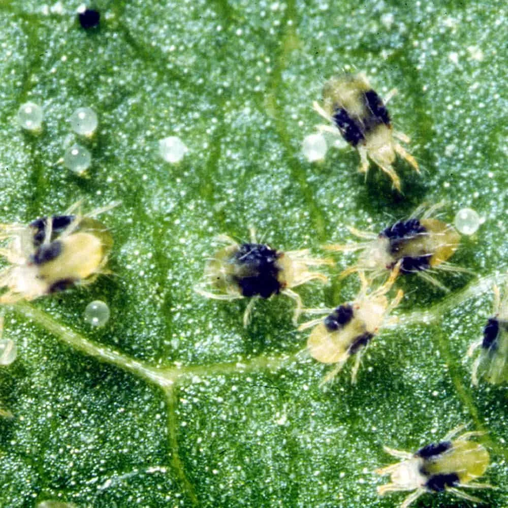 Close-up of a green leaf with tiny pests and droplets of water on its surface.