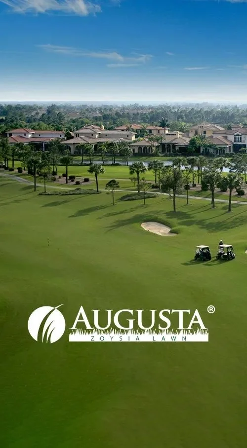 August-Zoysia-Grass-Lawn-CENTREDy.jpg