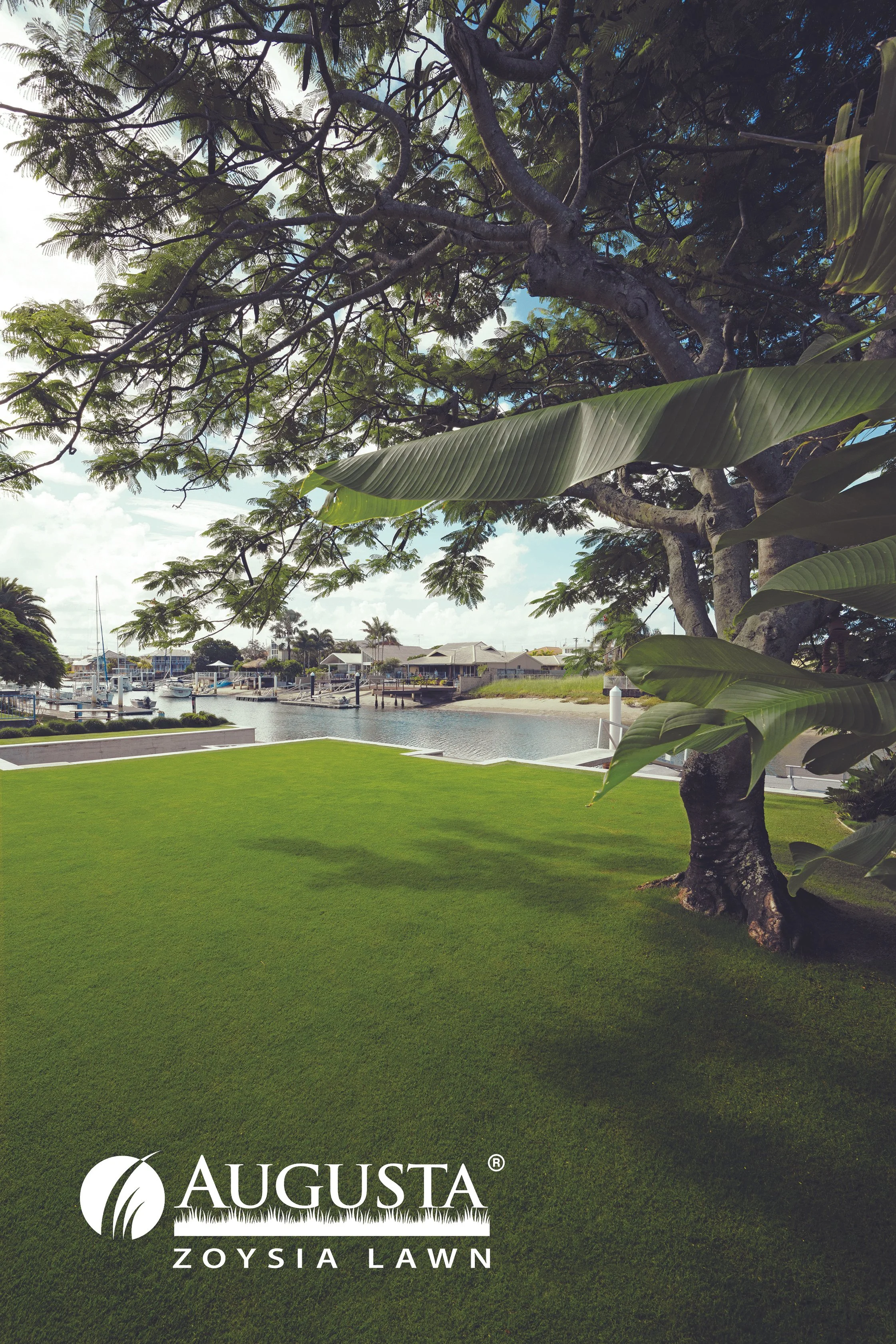 A yard with well-maintained bright green Zoysia lawn, a large tree with sprawling branches and broad leaves, and a view of a marina with boats docked, close to a neighborhood with houses and palm trees under a partly cloudy sky. The bottom of the image features a logo and text for Augusta Zoysia Lawn.