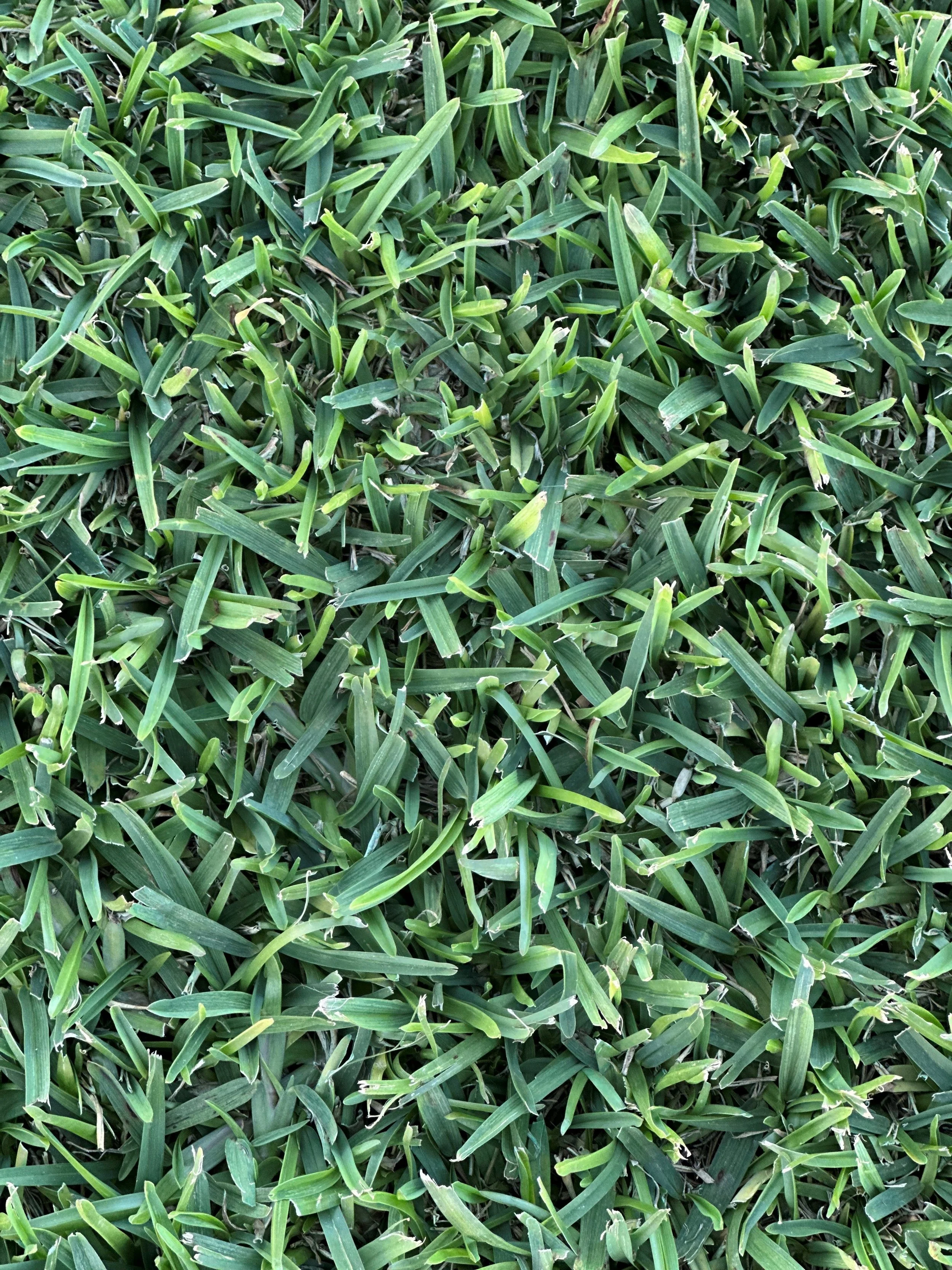 Sir Walter Buffalo Grass 100823 1.jpg