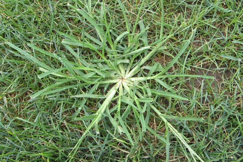 Crabgrass