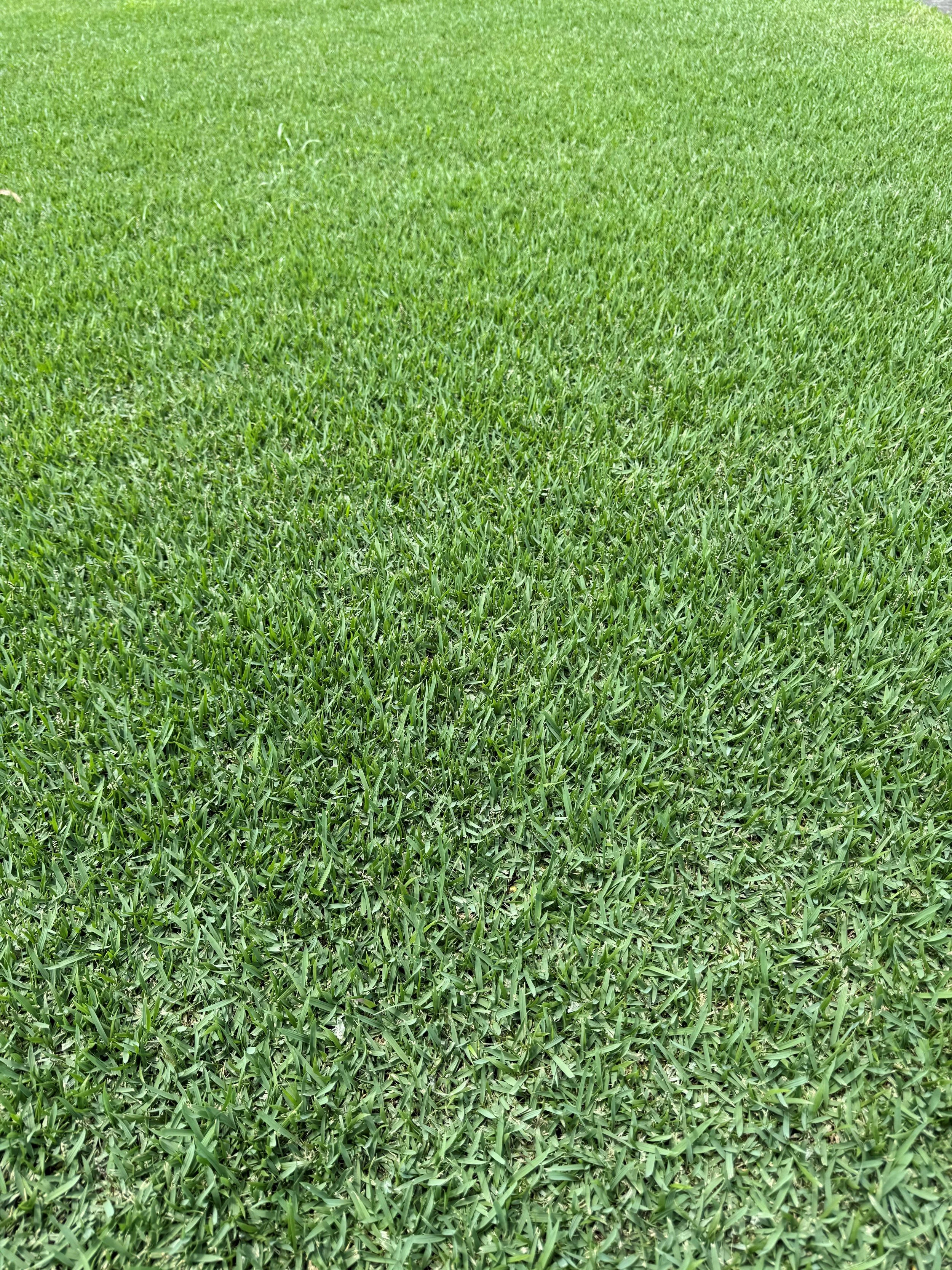 Nara Native Zoysia 1.jpg