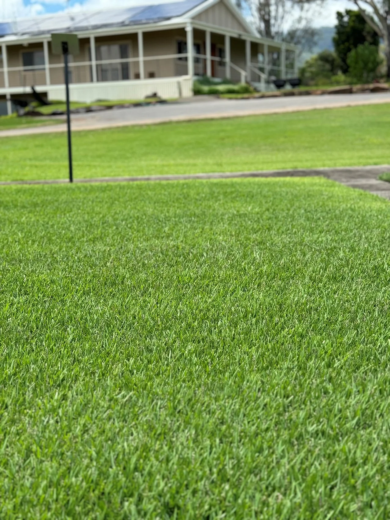 Empire-Zoysia-lawn-Close up and Office-Australian-Lawn-Concepts.jpg