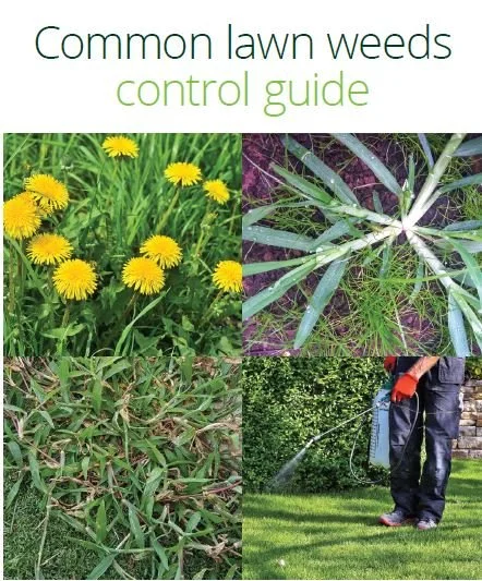 Cover of a guidebook titled 'Common lawn weeds control guide' with images of dandelions, a weed with broad leaves, a grass weed, and a person spraying weed killer on a lawn.
