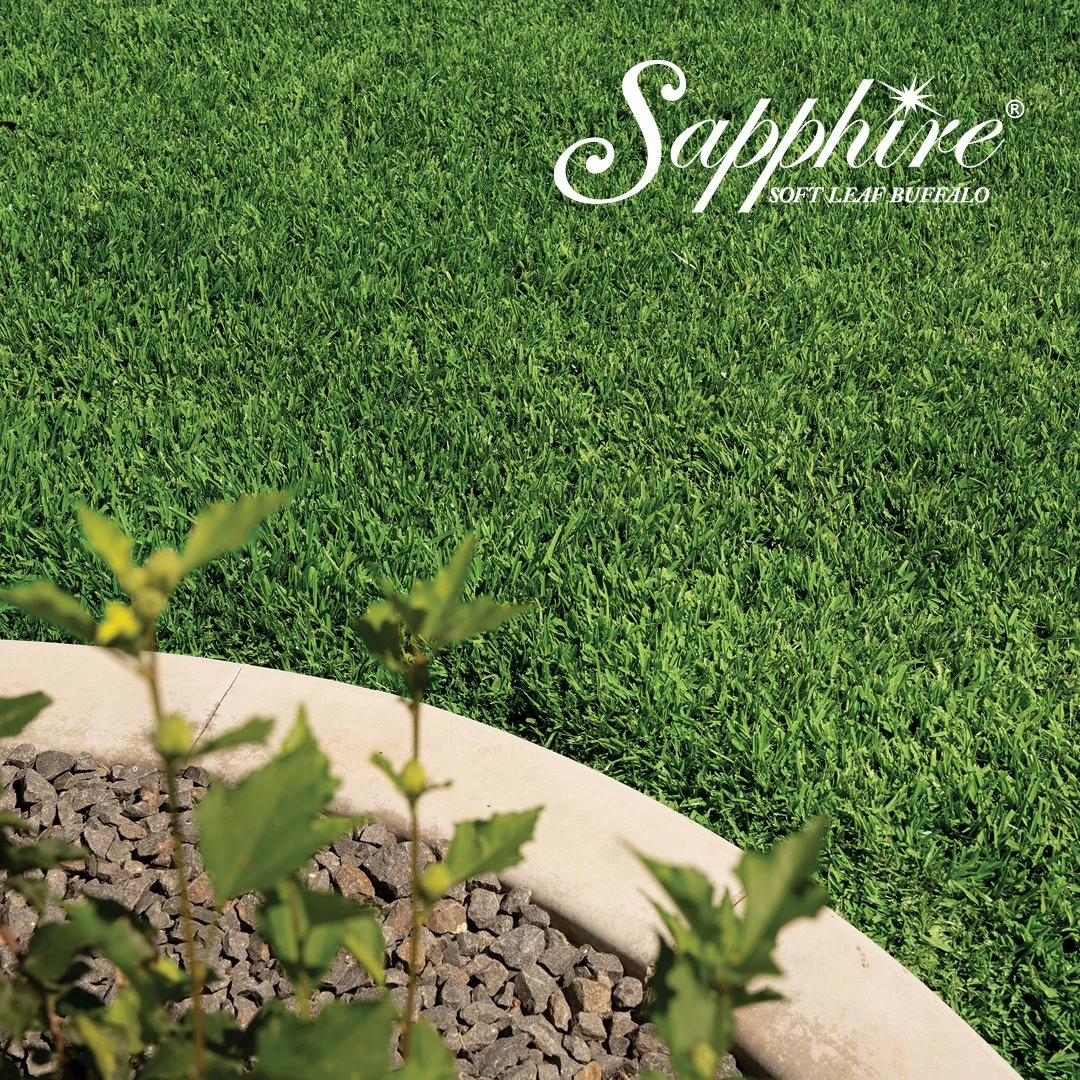 SAPPHIRE_BUFFALO_15_FB_1080x1080_with_logo (2).jpg