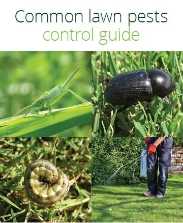 A guide titled 'Common lawn pests control guide' featuring images of a grasshopper, a beetle, a grub worm, and a person spraying insecticide on a lawn.