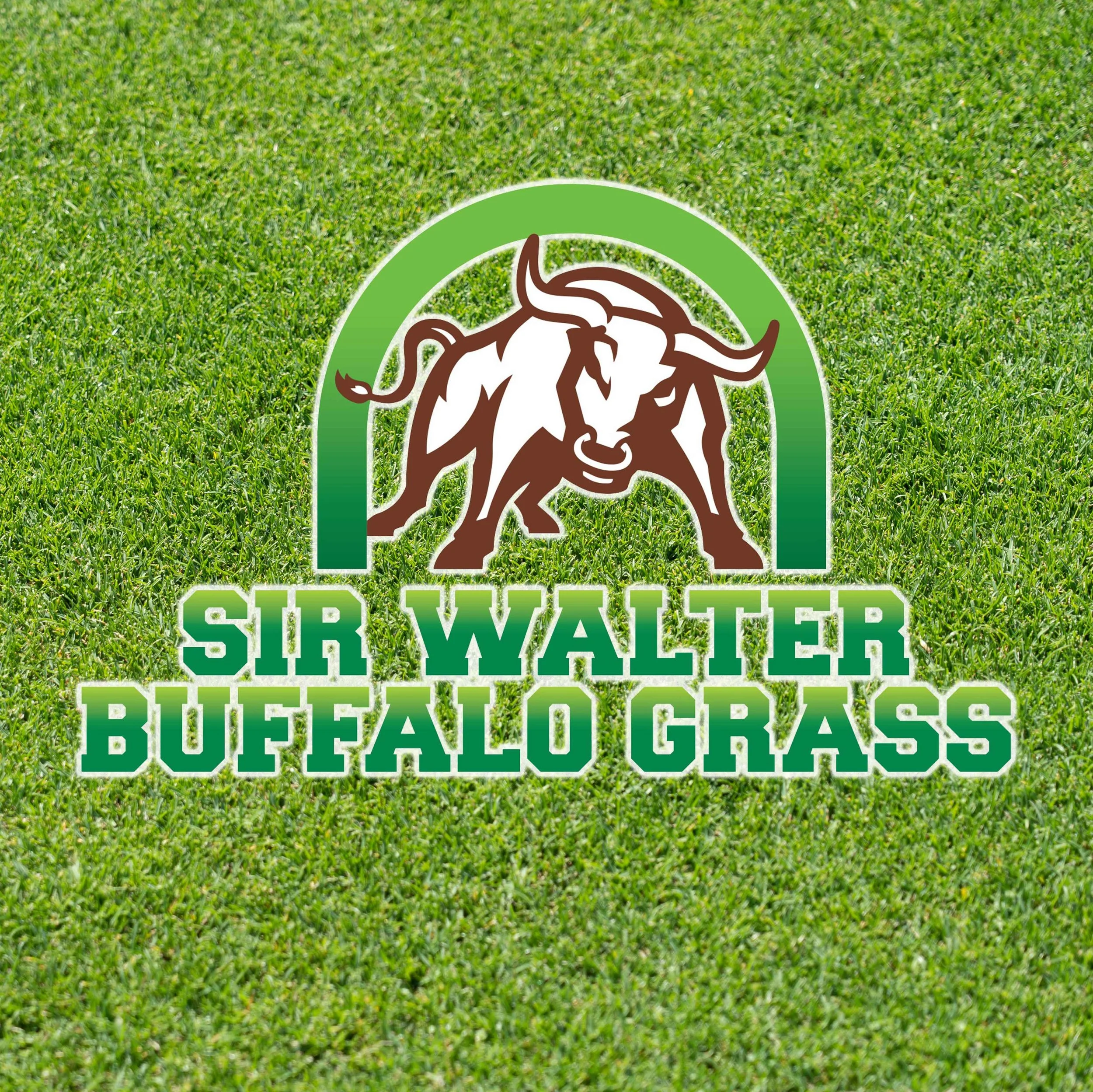 A logo with a buffalo inside a green semi circle, above the phrase 'SIR WALTER BUFFALO GRASS.' The background is grass.