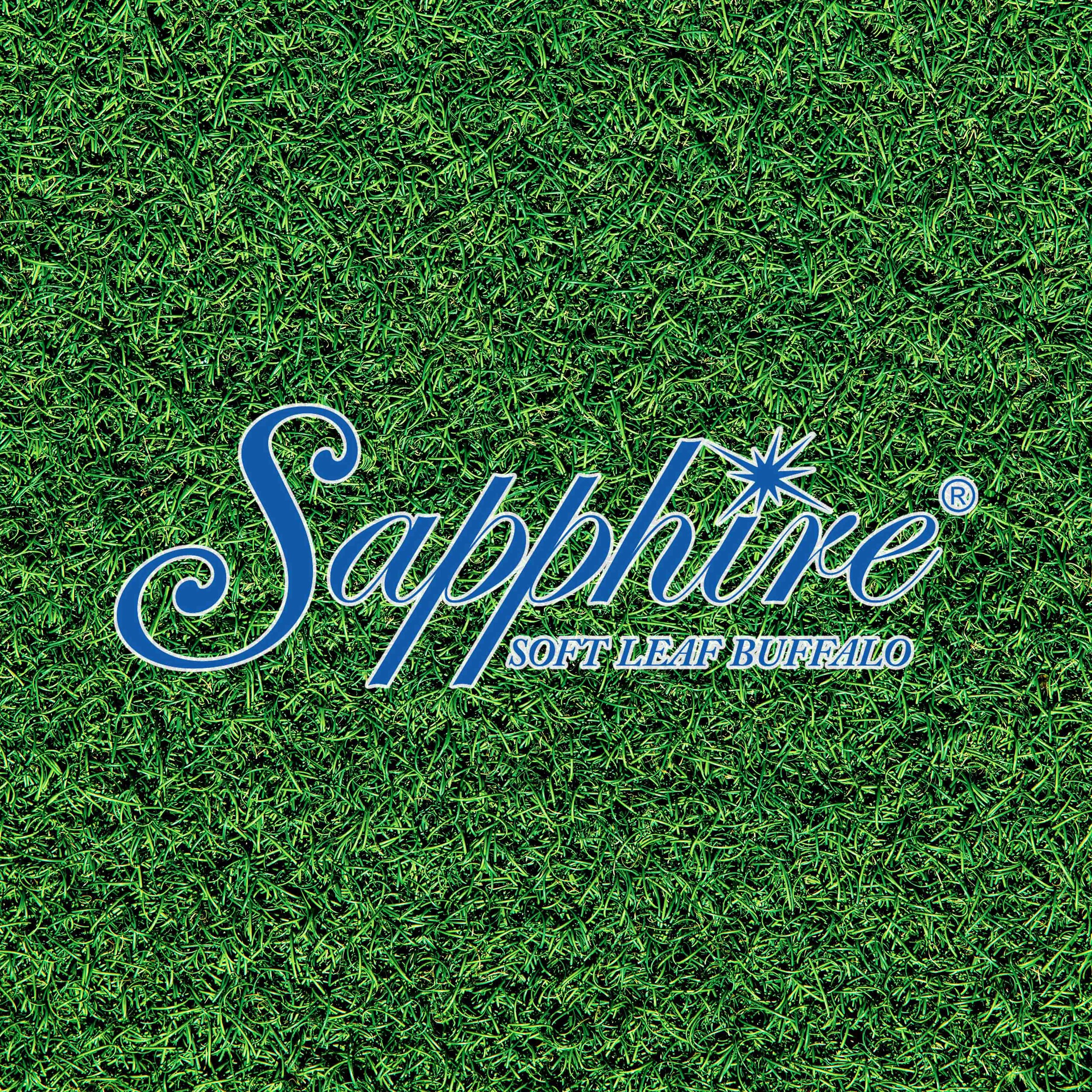Close-up view of lush green soft leaf buffalo grass with Sapphire Buffalo logo..