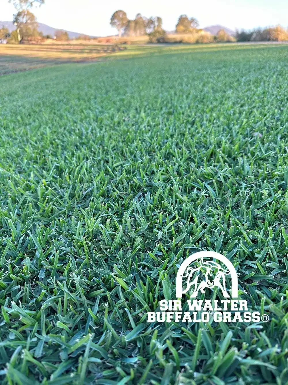 Sir Walter Buffalo Grass