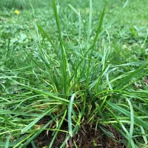 Wintergrass