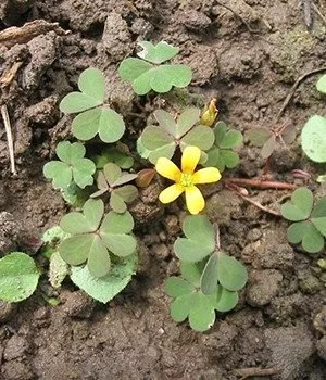 Creeping Oxalis