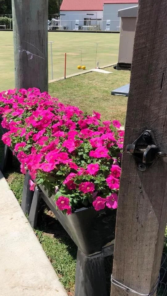 GardenEasi planter filled with vibrant pink petunias plants, situated next to a concrete sidewalk and a wooden utility pole.