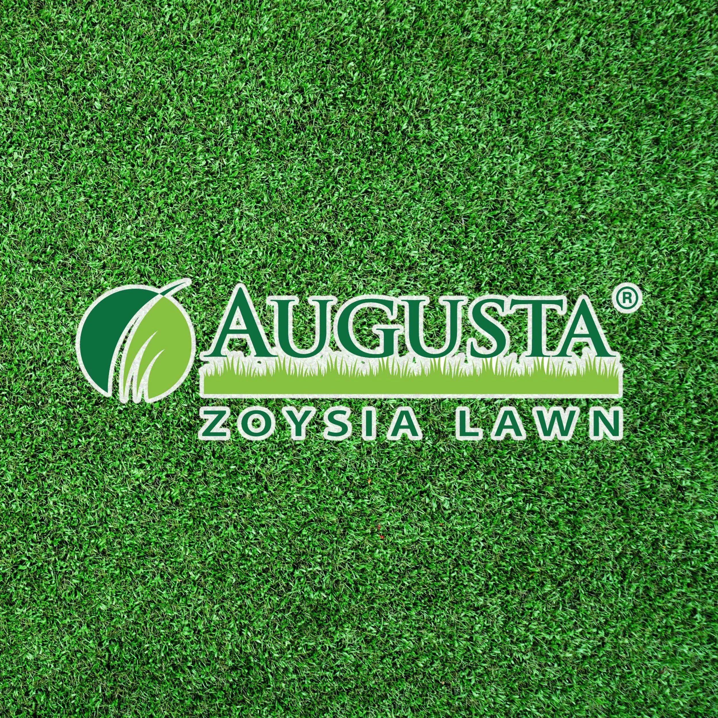 Close-up of green lawn grass displaying the word "AUGUSTA" and the phrase "Zoysia Lawn".