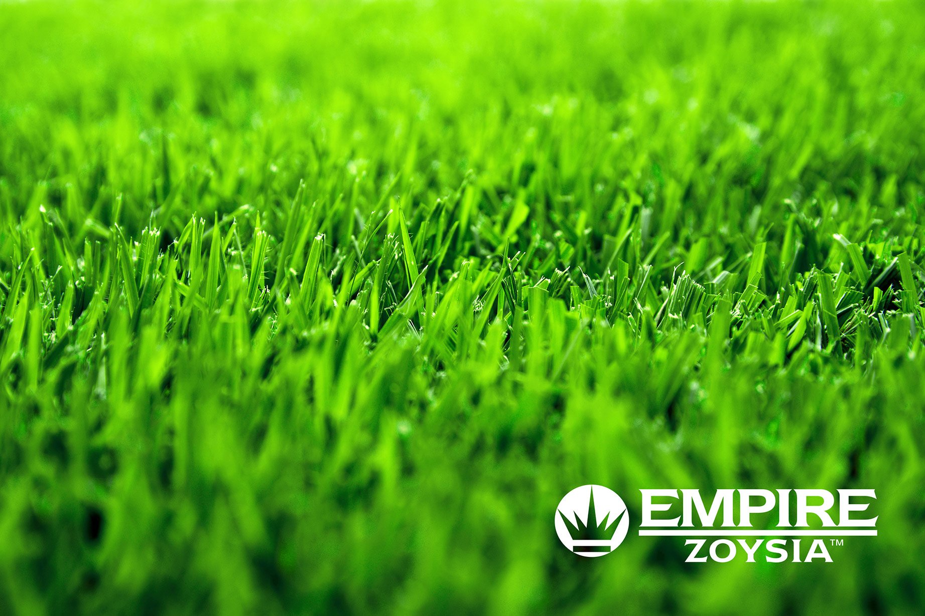 EMPIRE_ZOYSIA_09_with_logo_web.jpg