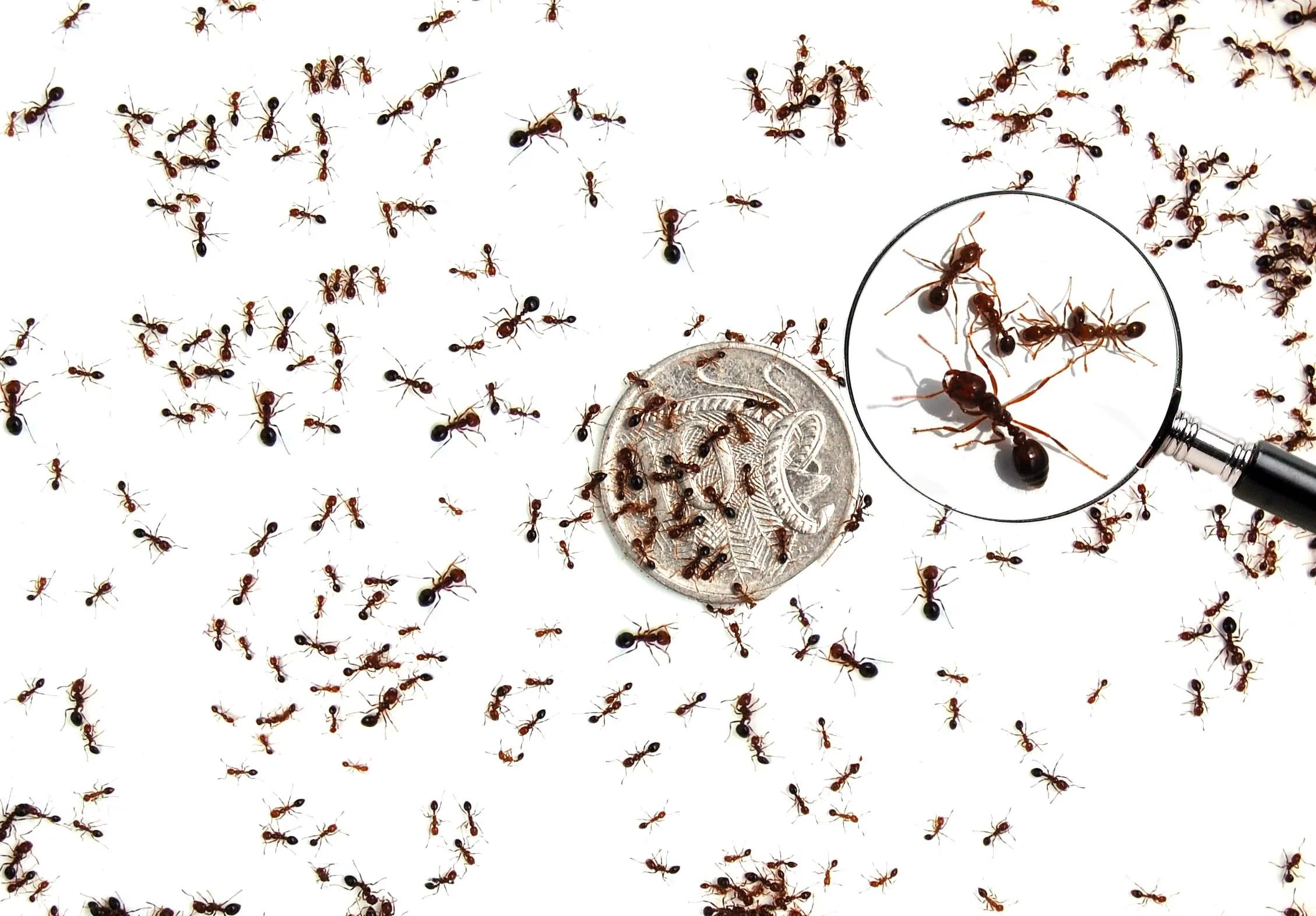 Many ants crawling on a white surface, with a magnifying glass showing a close-up of some ants and a coin for size comparison.