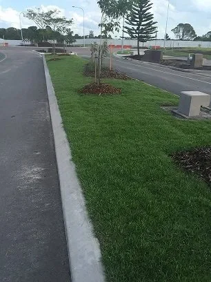 A landscaped area with a small tree and freshly planted grass next to a road, with water and trees in the background.