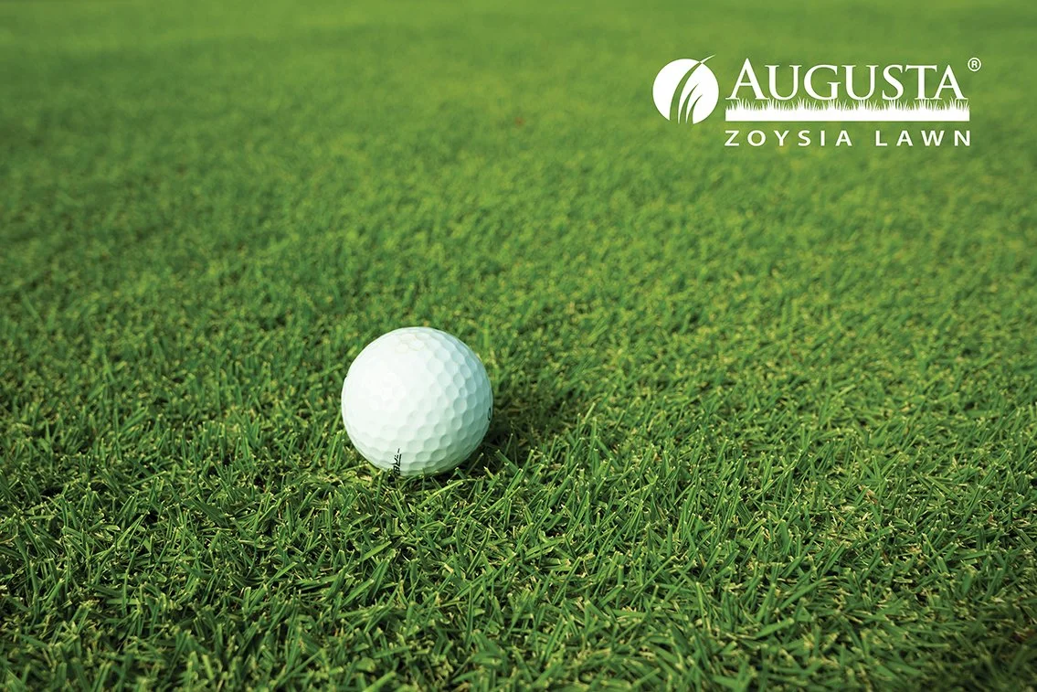 Augusta_Zoysia_02_with_logo_web.jpg