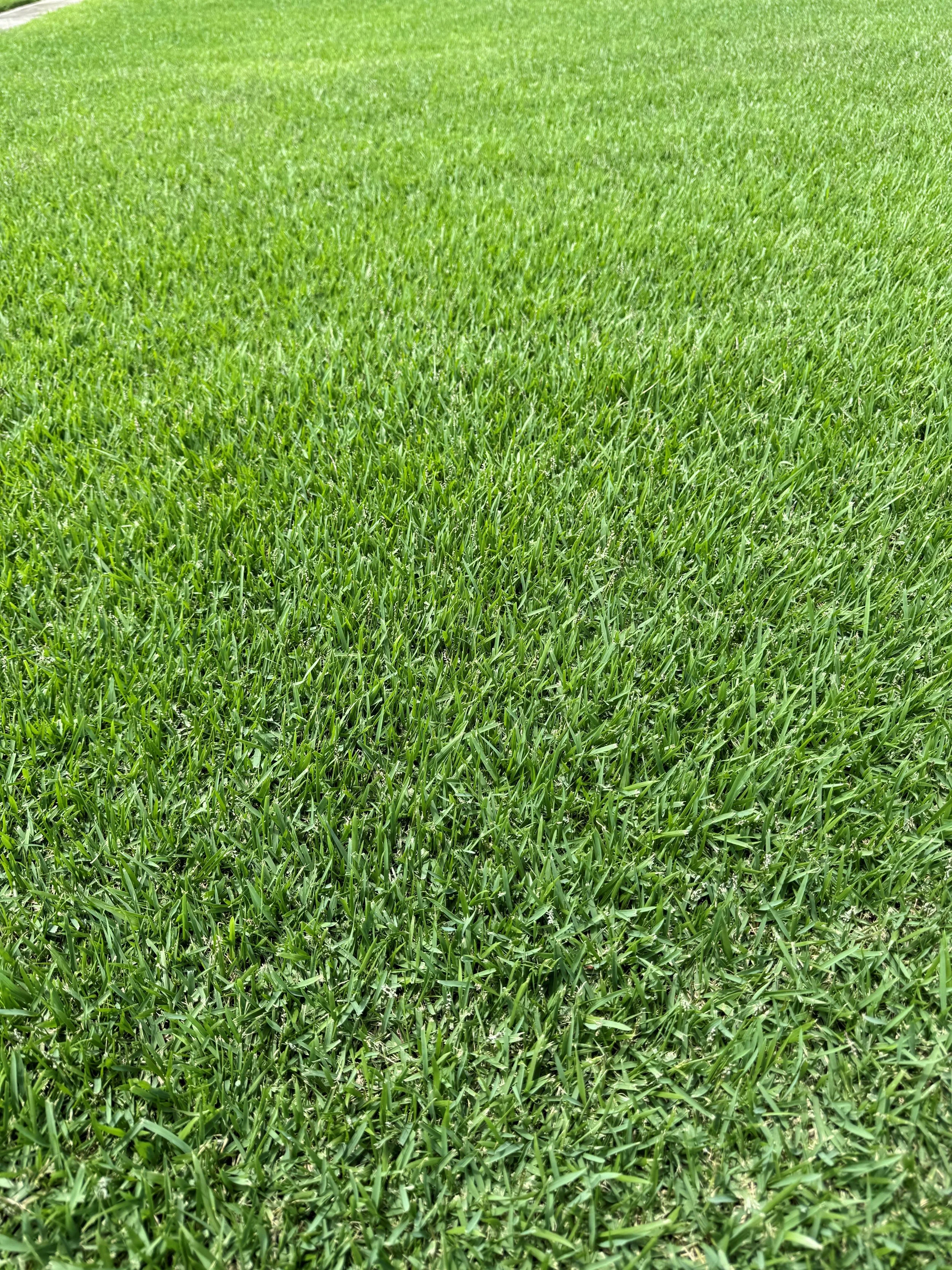 Empire Zoysia 1.jpg