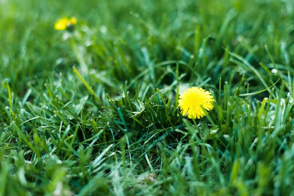 Close-up of a yellow dandelion flower growing in green grass.