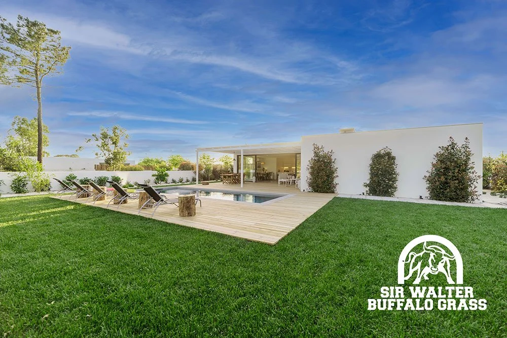 Sir-Walter-Buffalo-Grass-Around-Pool-Glenview-Turf-Sunshine-Coast-w.jpg