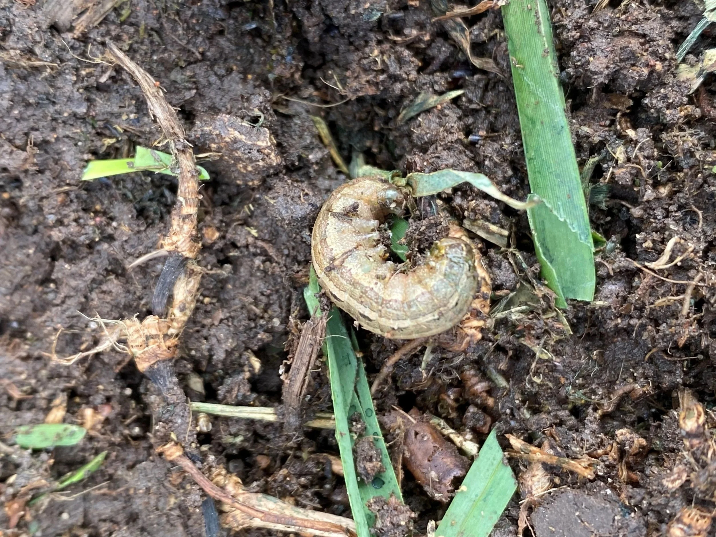 Close-up of soil with a small, lawn grub in a hand with some turf leaves in the image.