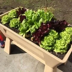 A rectangular planter box filled with various types of lettuce and leafy greens placed on a concrete surface showcasing the GardenEasi.