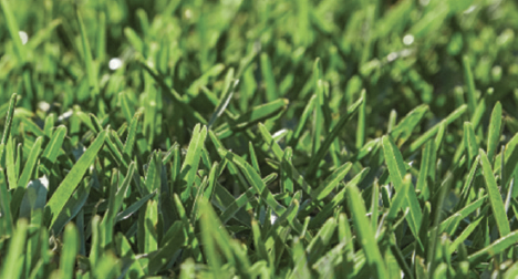 Close-up view of green grass blades.