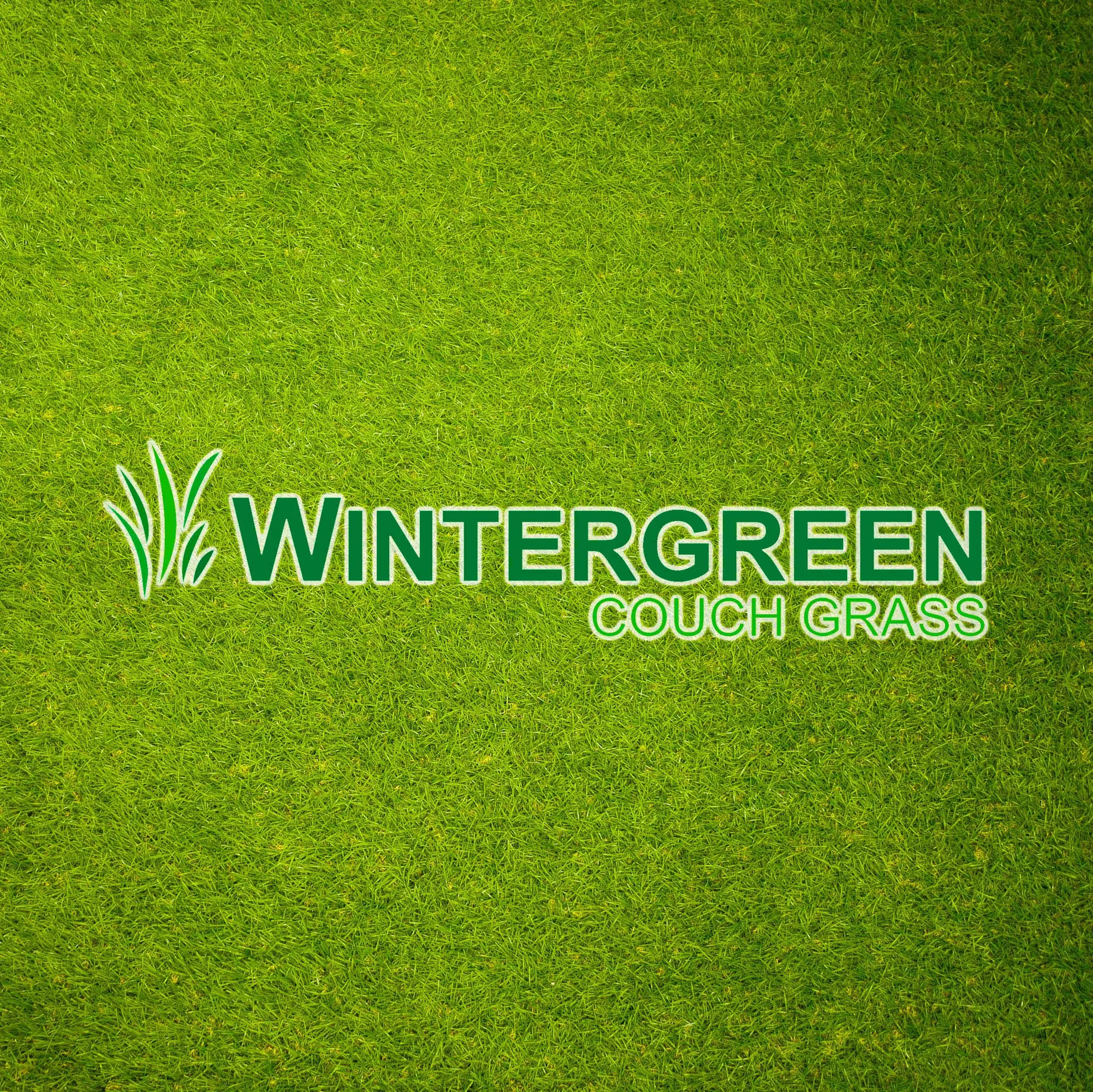 Close-up of lush green wintergreen couch grass with text "WINTERGREEN" and some decorative grass illustration.