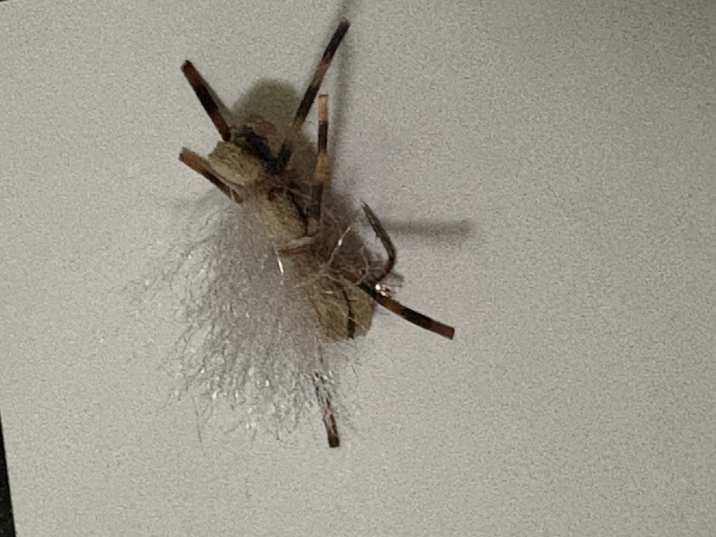 Fly fishing lure, Chubby Chernobyl