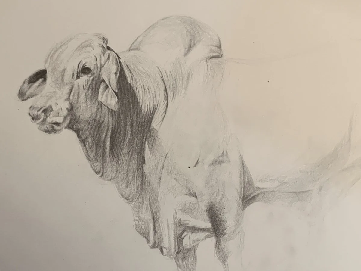 alan-somerville-brahmin-bull-black-white copy.jpeg