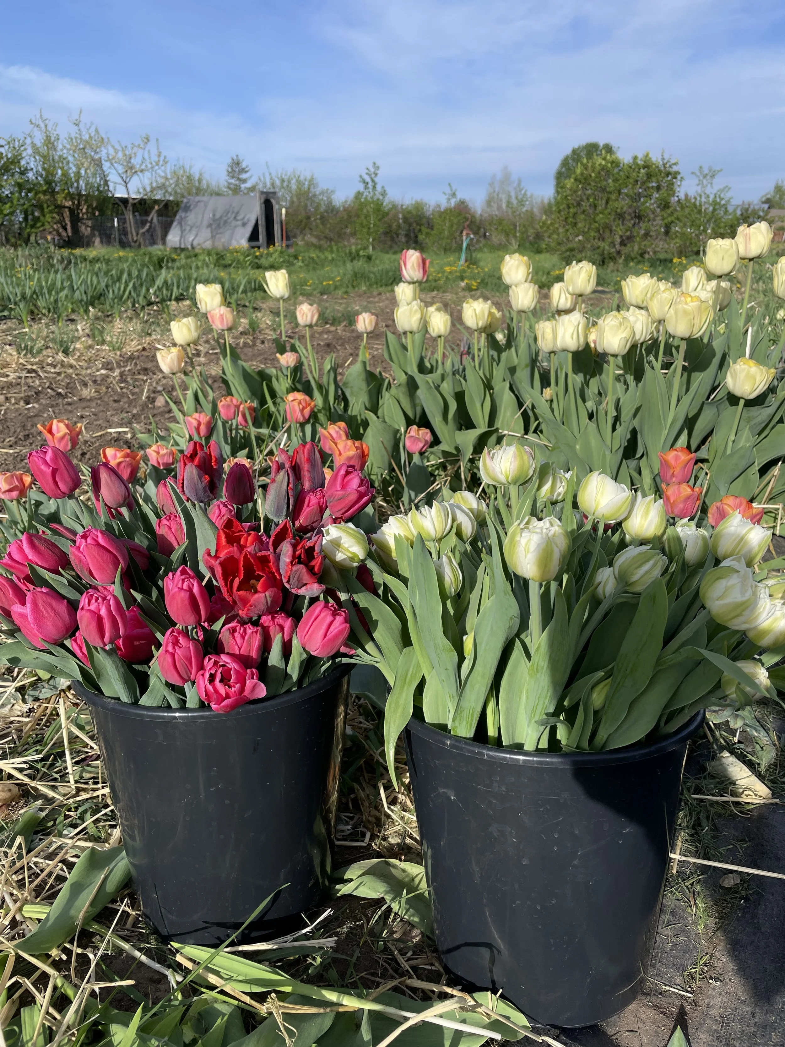 Build-your-own Buckets