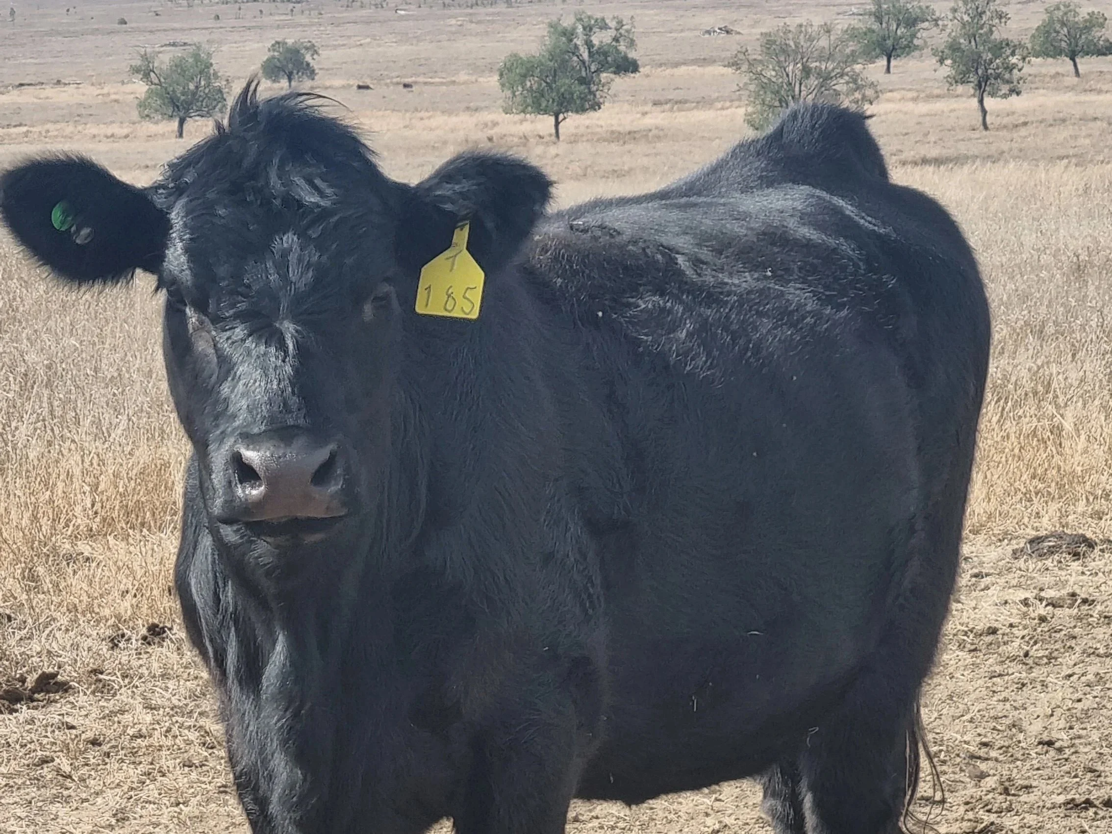 Huron Park T185 Tori by Powerhouse Riddler