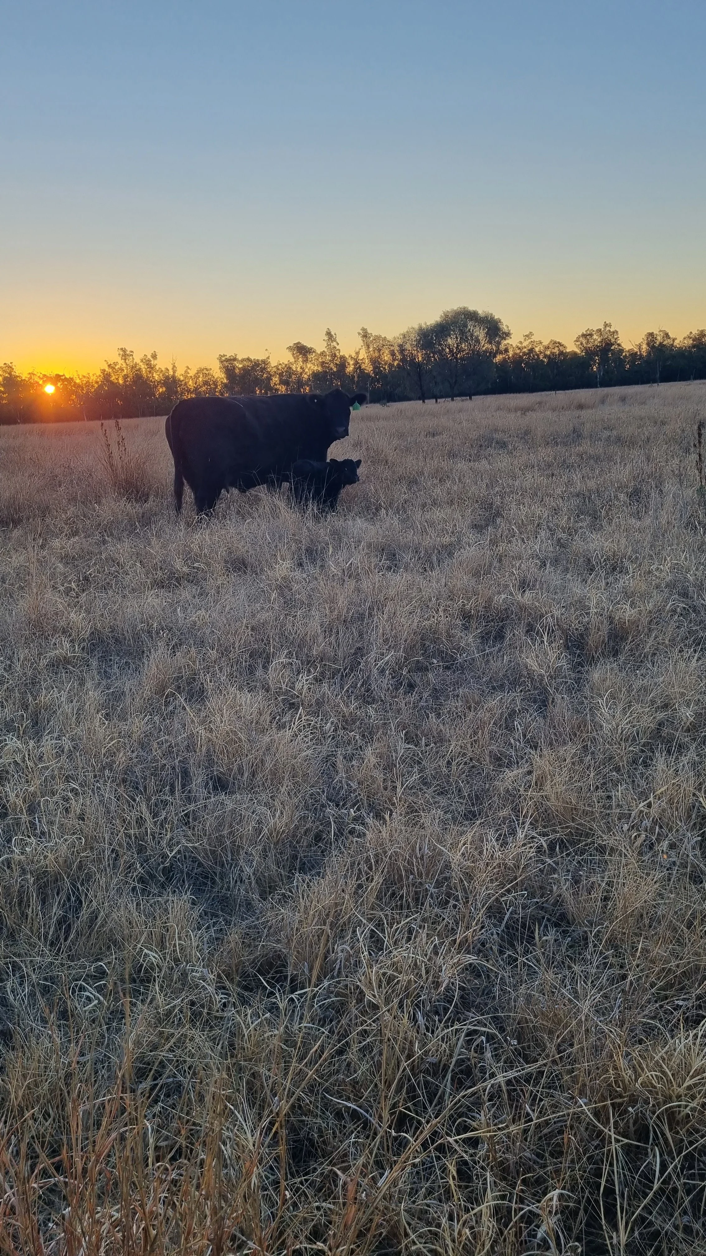 Huron Park Susannah S130 calf by Woonalee Siren 