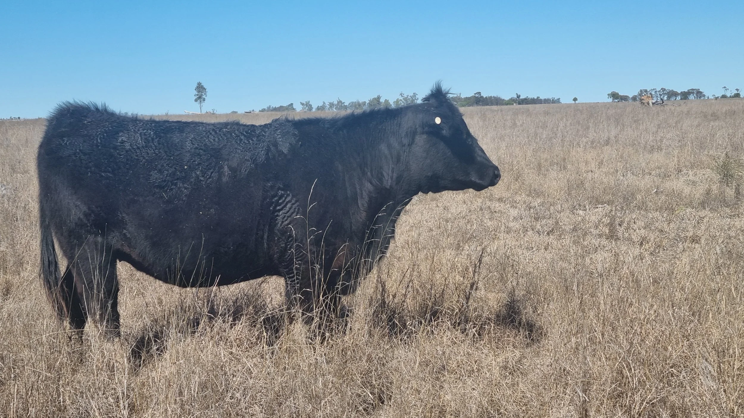 Huron Park T142 Tamara — by Powerhouse Riddler 