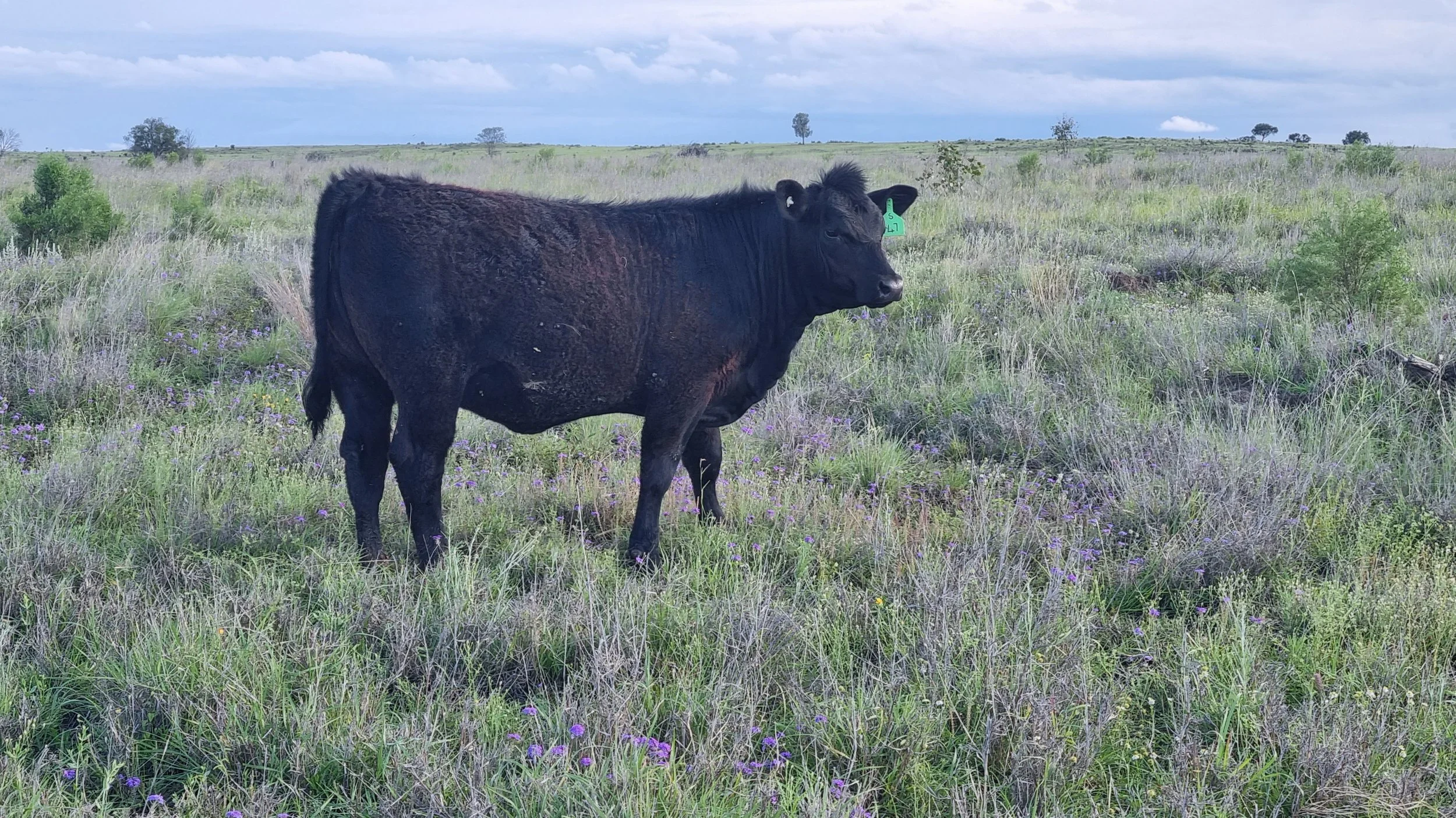 Huron Park T142 Tamara — by Powerhouse Riddler 