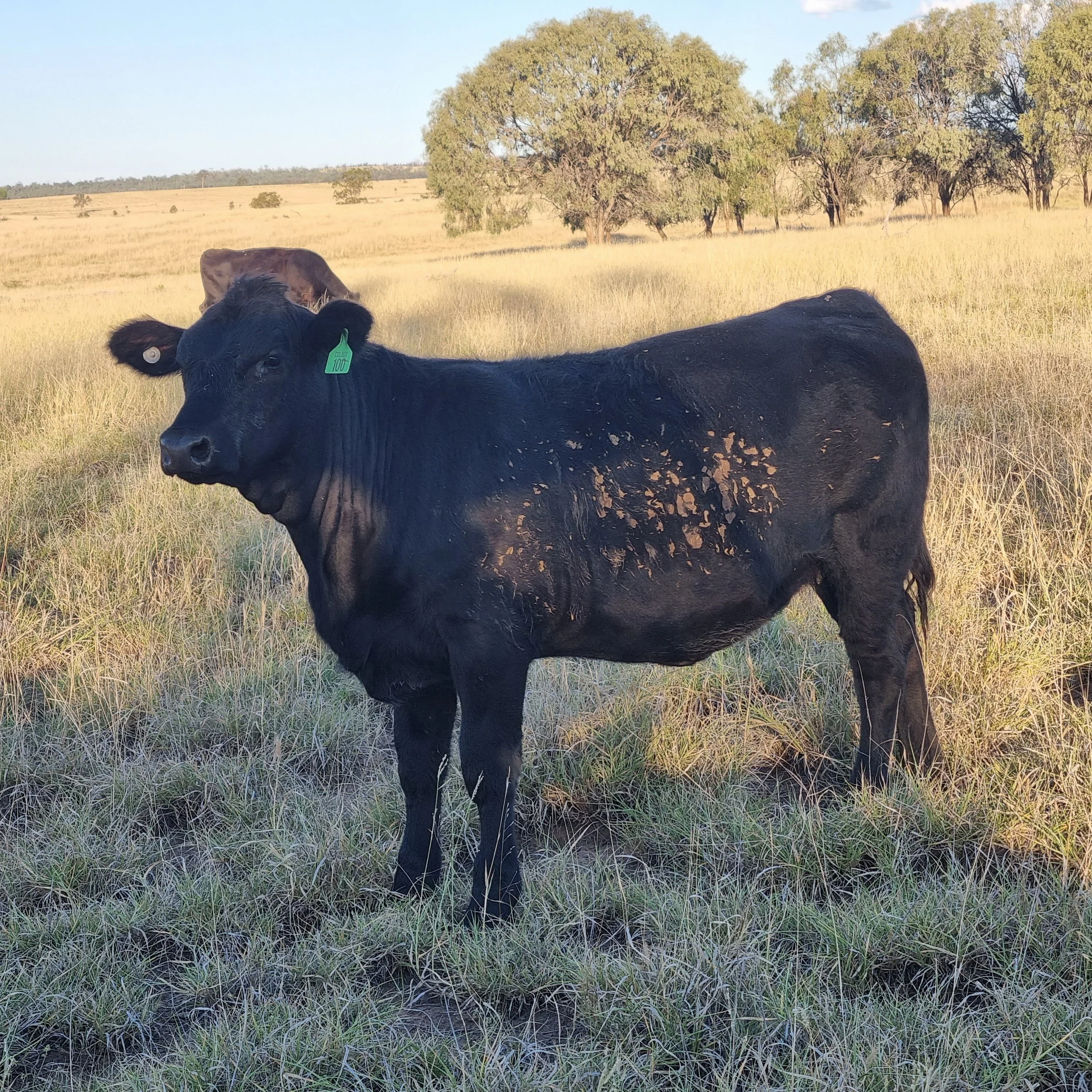 Huron Park Q062 by Strathleigh Fortress — by Powerhouse Riddler 