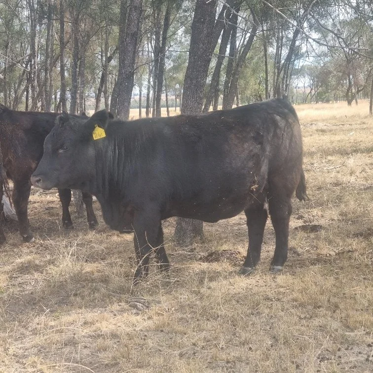 Huron Park V261 — by Woonalee Siren