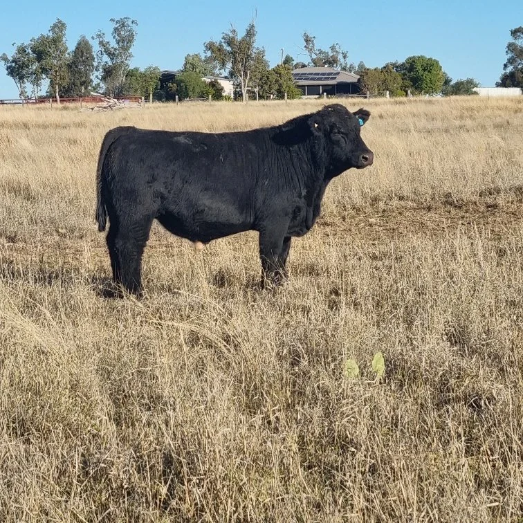 Lot 5 - Huron Park Virgil V275