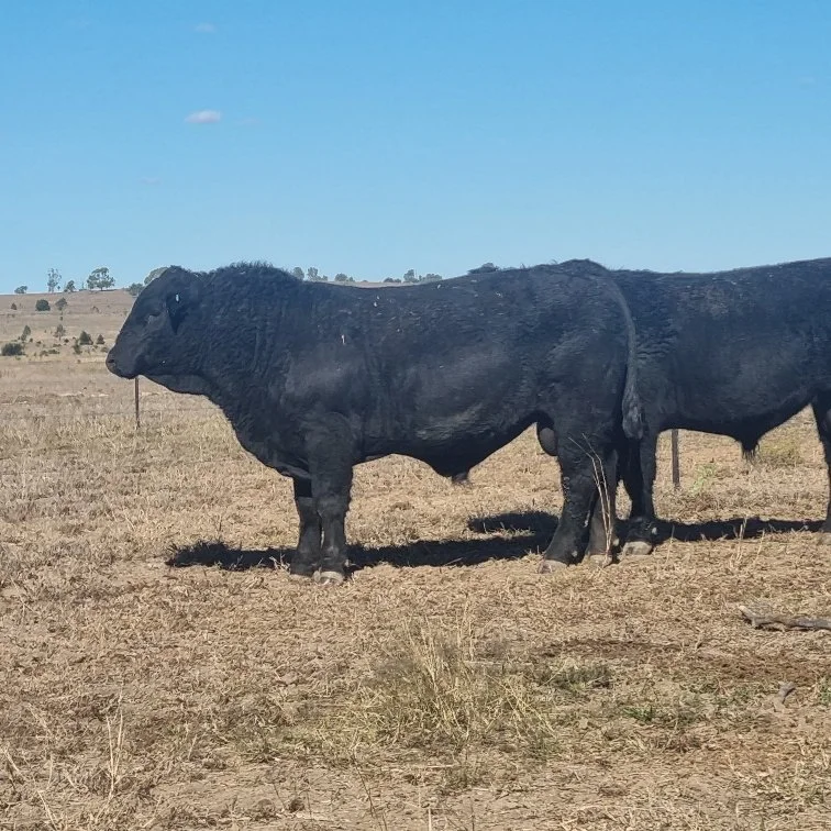 Lot 3 - Huron Park Victor V269