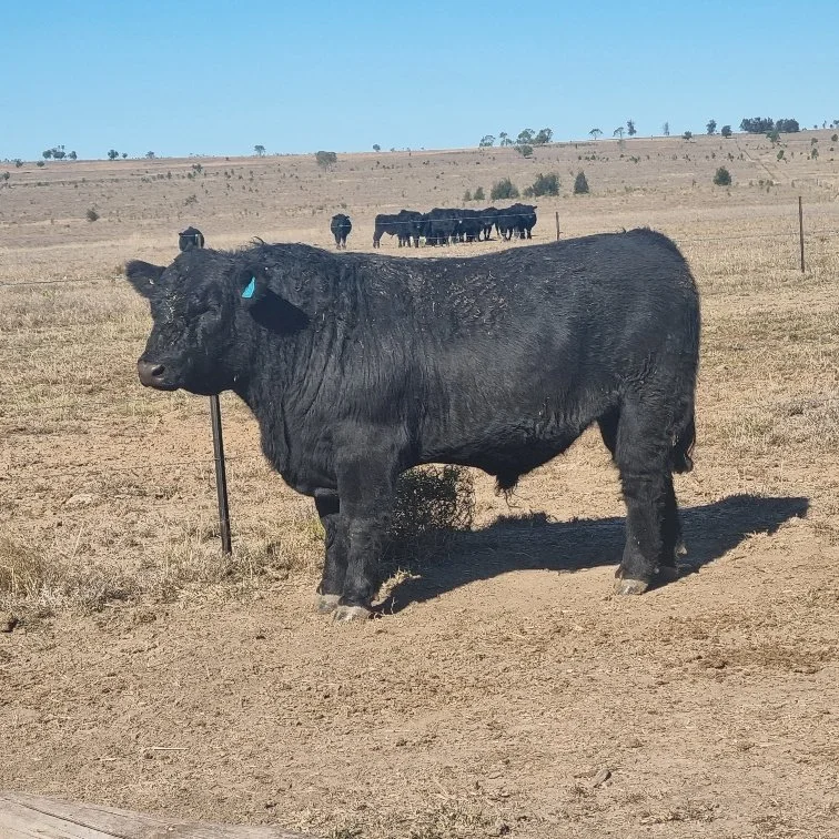 Lot 2 - Huron Park  Vincent V256